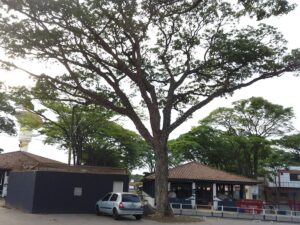 Contrato para Plano de Arborização Urbana de Uberaba é assinado com empresa