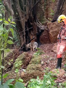 Cães farejadores ajudam a encontrar corpo de jovem desaparecido há três meses em Patos de Minas