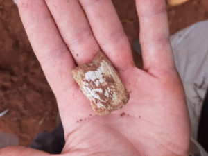 Possível fóssil de dinossauro encontrado em Ituiutaba ganha destaque em revista de paleontologia
