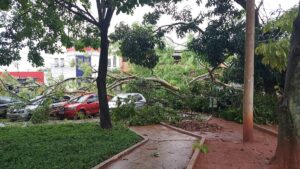 Árvore cai sobre carros, atinge fiação e deixa região da Praça da Paz sem energia em Uberaba