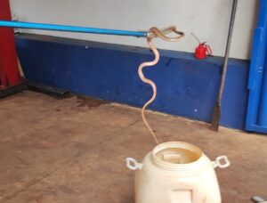 Cobra é encontrada em caixa de motor de caminhonete em Ituiutaba