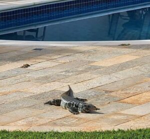 'Mó paz': lagarto teiú de 1,5 m é flagrado tomando sol 'tranquilo' ao lado de piscina no calor de MG