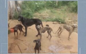 Sem alimento, água e magreza extrema, cães são resgatados em Uberaba; tutor foi detido