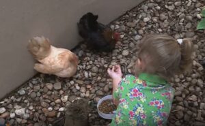 Conheça Branquinha e Pretinha, as galinhas de estimação de uma menina de dois anos no interior de MG