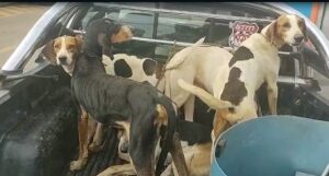 'Espanta javalis': caçadores são presos com 14 cães desnutridos e feridos usados para afugentar animal selvagem em Paracatu