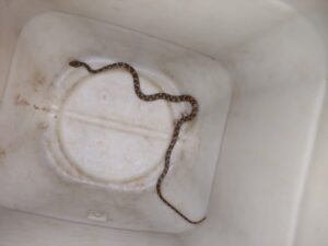 Cobra é encontrada dentro de para-choque de caminhonete em Araxá