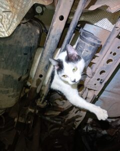 Gato tem noite de apuros ao fugir de cachorros, se enfiar em carro e ir parar em túnel de troca de óleo para ser resgatado; FOTOS