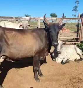 Cabeças de gado furtadas em Frutal são recuperadas em Uberlândia após dois dias