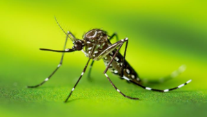Dengue: número de mortes em Uberlândia chega a 9; Uberaba tem 7 óbitos