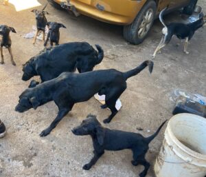 Com tutor internado há quase um mês, mais de 10 cães são resgatados em situação de abandono e maus-tratos em Uberaba