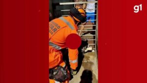 Perrengue fofo: Husky siberiano fica com cabeça presa em grade e é resgatado pelos bombeiros em Uberaba; veja VÍDEO