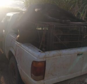 Caçador de javalis é preso ao ser flagrado com animal morto e armas em Uberaba