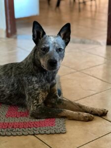 Cadela furtada durante passeio em Uberlândia é encontrada em Araguari dois dias depois