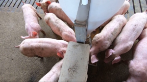 Censo dos Bichos: Uberlândia é a segunda maior criadora de porcos do Brasil