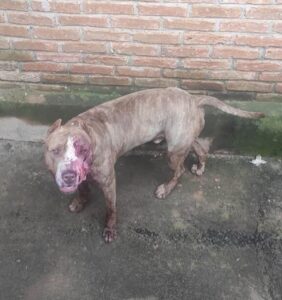 Ladrão tem partes do corpo dilaceradas após tenta furtar chácara e ser atacado por cão