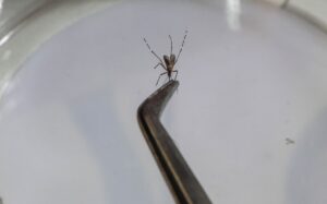 Uberlândia tem primeira morte por dengue confirmada em 2024, aponta Secretaria de Saúde de MG