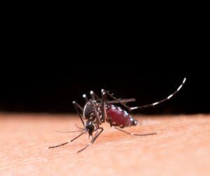 Primeira morte por chikungunya é confirmada em Uberlândia