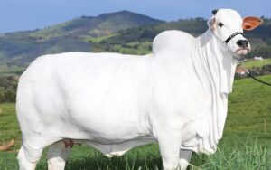Vaca avaliada em R$ 21 milhões e que entrou no Guinness Book como a fêmea mais cara do mundo já foi leiloada 'pela metade' em 2022