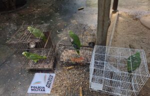 Homem é multado em quase R$ 60 mil por maus-tratos a papagaios em cativeiro ilegal em Uberlândia
