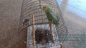 Papagaio do Mangue é encontrado em cativeiro em Uberaba; multas chegam a R$ 22 mil