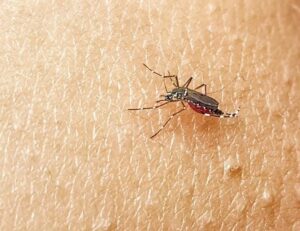 Aedes aegypti: cidades do Triângulo, Alto Paranaíba e Noroeste têm mais de 24 mil casos prováveis de dengue