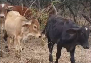 Cabeças de gado furtadas em Patos de Minas são recuperadas no interior da Bahia | Triângulo Mineiro
