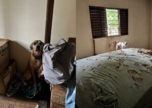 Cães são resgatados em meio a urina, fezes e lixo em casa de Uberaba | Triângulo Mineiro