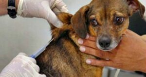 Cavalo morre com vírus da raiva em Patos de Minas; Prefeitura vacina cães e gatos para evitar contaminação