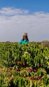 Crise de Fertilizantes impulsiona consumo de calcário agrícola nacional