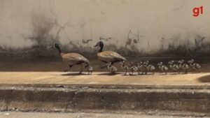 Doze irerês foram passear... casal de aves e filhotes são vistos andando por ruas de cidade de MG