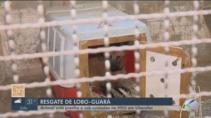Fêmea de lobo-guará prenha resgatada em Nova Ponte recebe cuidados no HVU em Uberaba