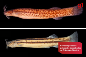 Escaladores de cachoeiras: duas novas espécies de peixes são descobertas em MG | Triângulo Mineiro