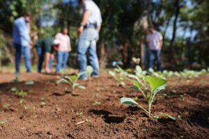 Estudantes de agronomia cultivam horta comunitária para projeto social em Uberaba