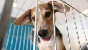Famílias de baixa renda em Araxá têm oportunidade de castrar cães e gatos de forma gratuita