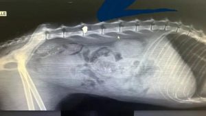 Gata é encontrada ferida com tiro de chumbinho dentro de bueiro em Uberaba | Triângulo Mineiro