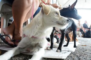 Mutirão de castração de cães e gatos começa em Uberaba; veja como cadastrar o pet | Triângulo Mineiro