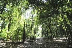 Orçada em mais de R$ 1,8 milhão, revitalização da Mata do Carrinho em Uberaba vai começar em janeiro de 2023, diz Prefeitura | Triângulo Mineiro