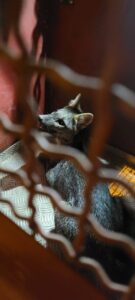Raposa-do-campo é capturada em Araguari dentro de banheiro de hotel; veja orientação caso encontre animal silvestre