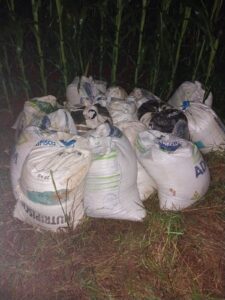 Sacas de soja são furtadas de trem e dupla é presa em Araguari