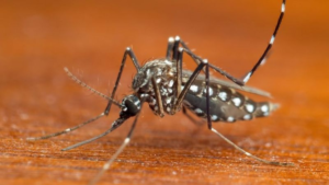 Segundo LIRAa de 2022 mostra redução de quase 5% no índice de infestação do Aedes aegypti em Uberaba