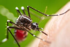 Uberlândia confirma 5ª morte por dengue; cidade tem mais de 4.500 casos confirmados | Triângulo Mineiro