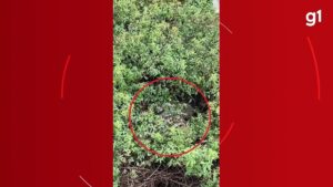 VÍDEO: Cobra de cerca de 2 metros é vista em área verde do Praia Clube em Uberlândia | Triângulo Mineiro
