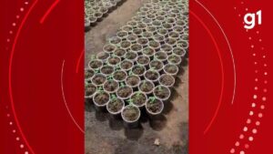 VÍDEO: Fazenda com mais de mil pés de maconha em estufa é descoberta pela polícia em MG