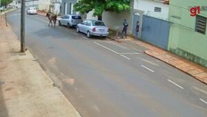 VÍDEO: boi perdido na rua bate em carro e quase atinge pedestres no interior de MG | Triângulo Mineiro