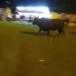 VÍDEO: touros fogem de bretes e invadem área em direção a público durante Festa do Peão de Arapuá