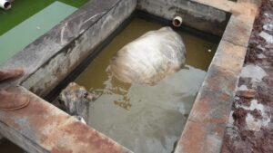 Vaca é resgatada de tanque de água de 2 metros de profundidade em Ituiutaba | Triângulo Mineiro
