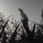 ‘Ave fantasma’: conheça o urutau, pássaro capturado em Uberaba e Araguari